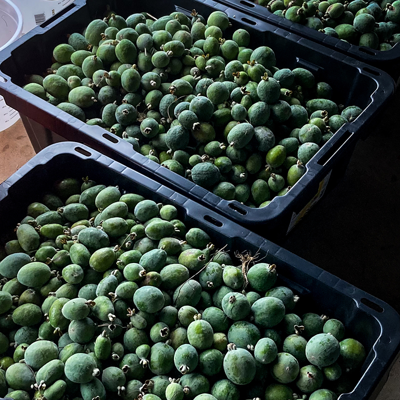 Feijoa Farms Harvest