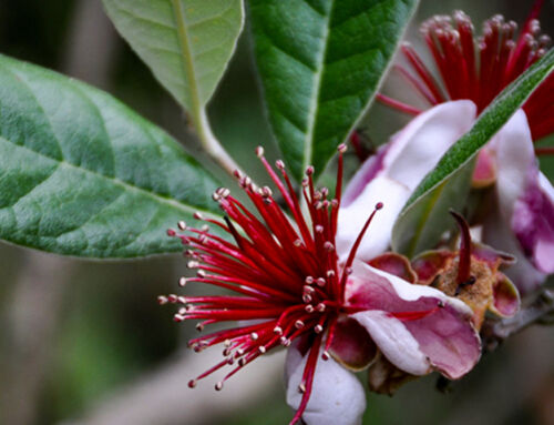 Feijoa – Healthy super fruit?