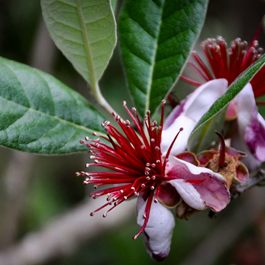 Feijoa Fruit Blossom