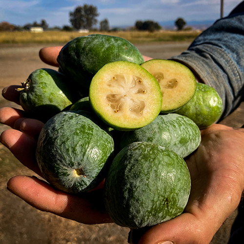 Feijoa Nutrition