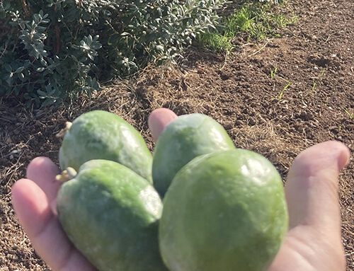 Why Feijoa Fruit?