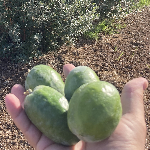 Fresh Feijoa Fruit