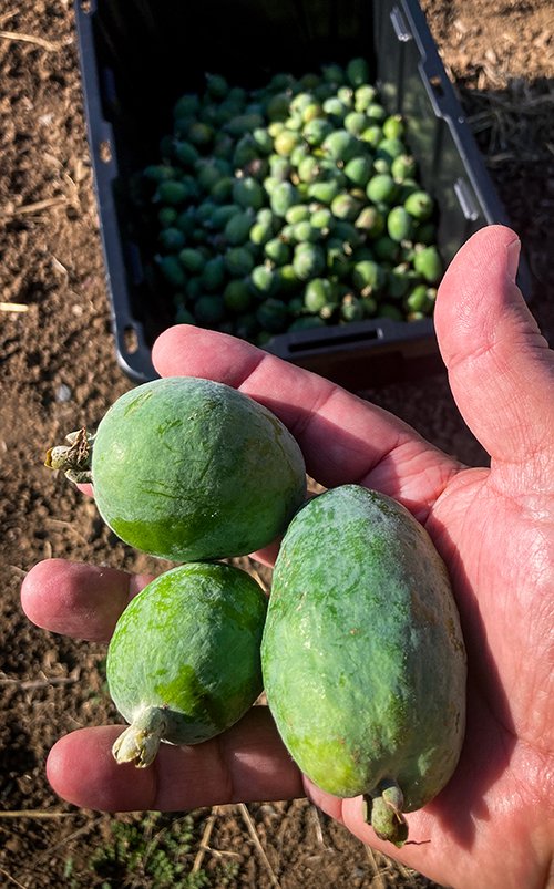 Ripe Feijoa Fruit