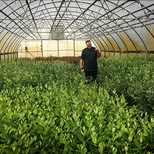 Story Feijoa Farms